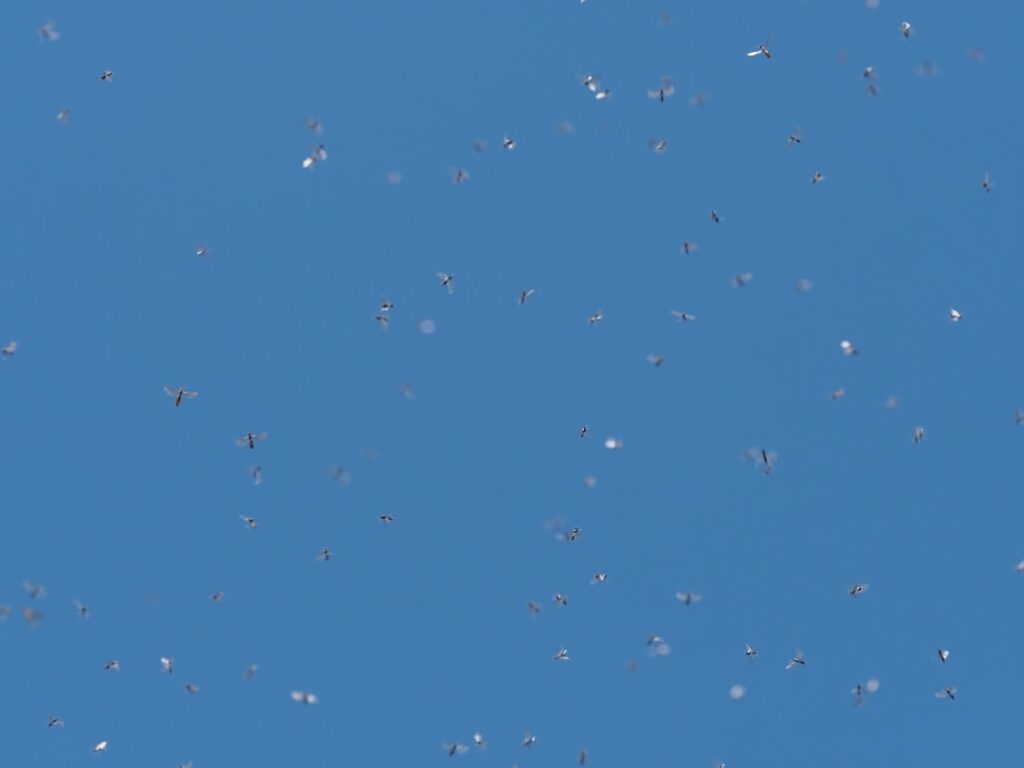 Zo houd je vliegen in huis onder controle