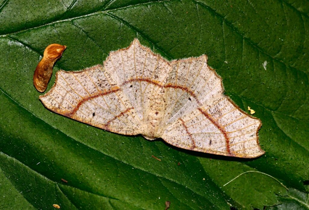 Motten in huis aanpakken en voorkomen